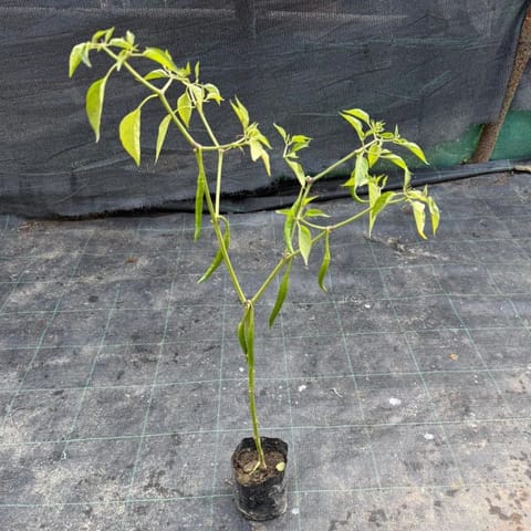Mirchi / Chilli Plant in 4 Inch Nursery Bag