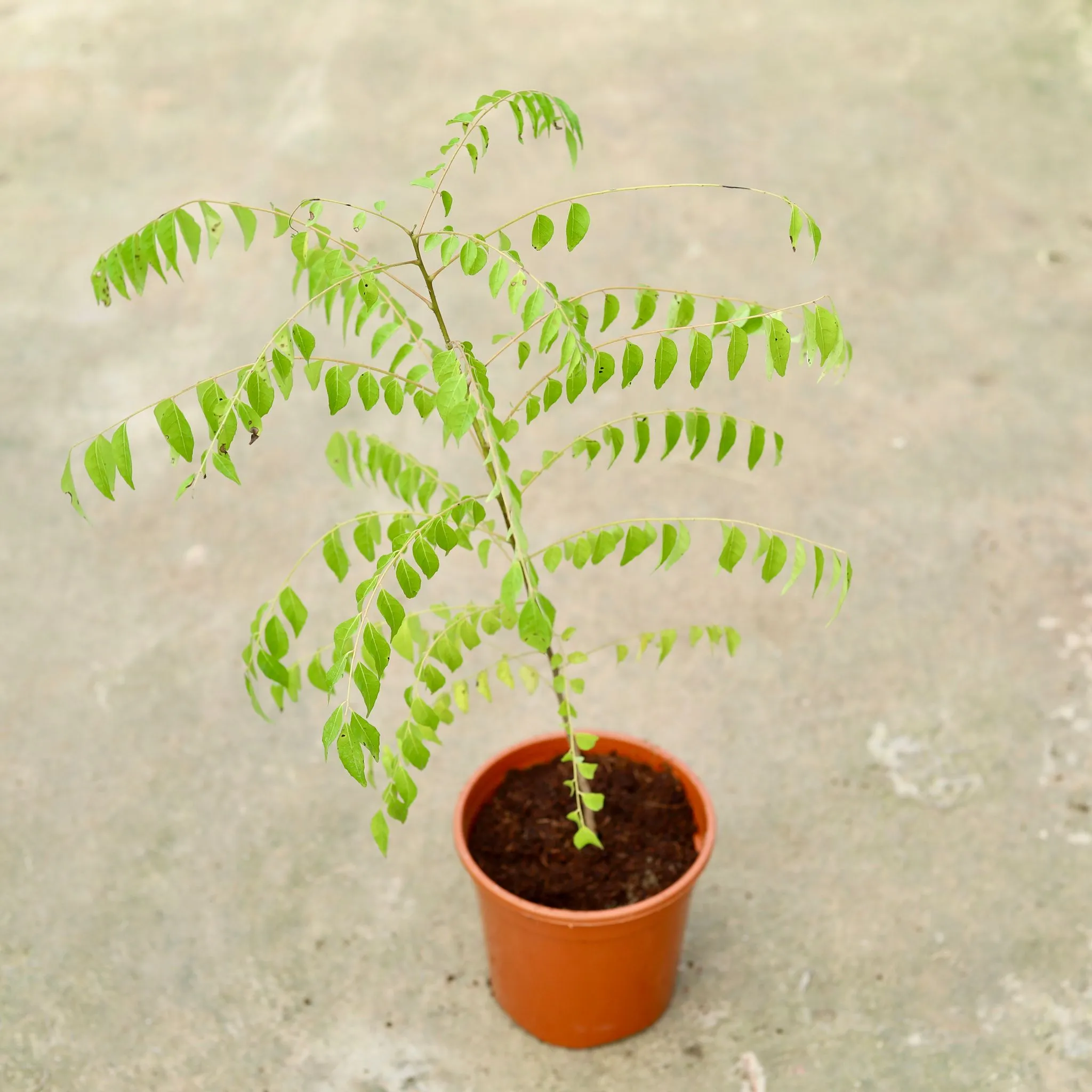 Curry Patta in 6 Inch Red Nursery Pot