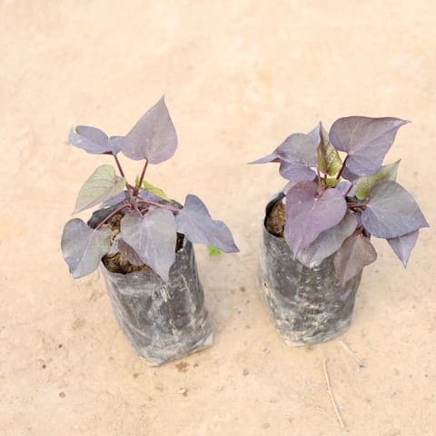 Set of 2 - Ipomoea / Sweet Potato Vine Black in 4 Inch Nursery bag