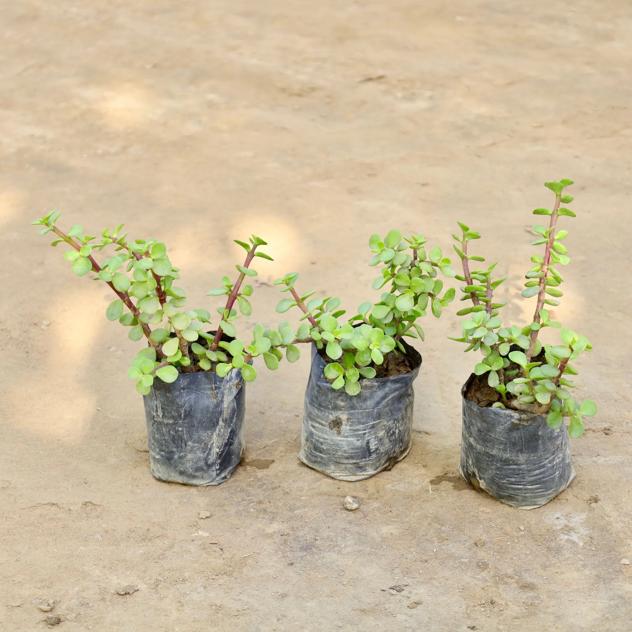 Set of 3 - Jade in 4 Inch Nursery bag