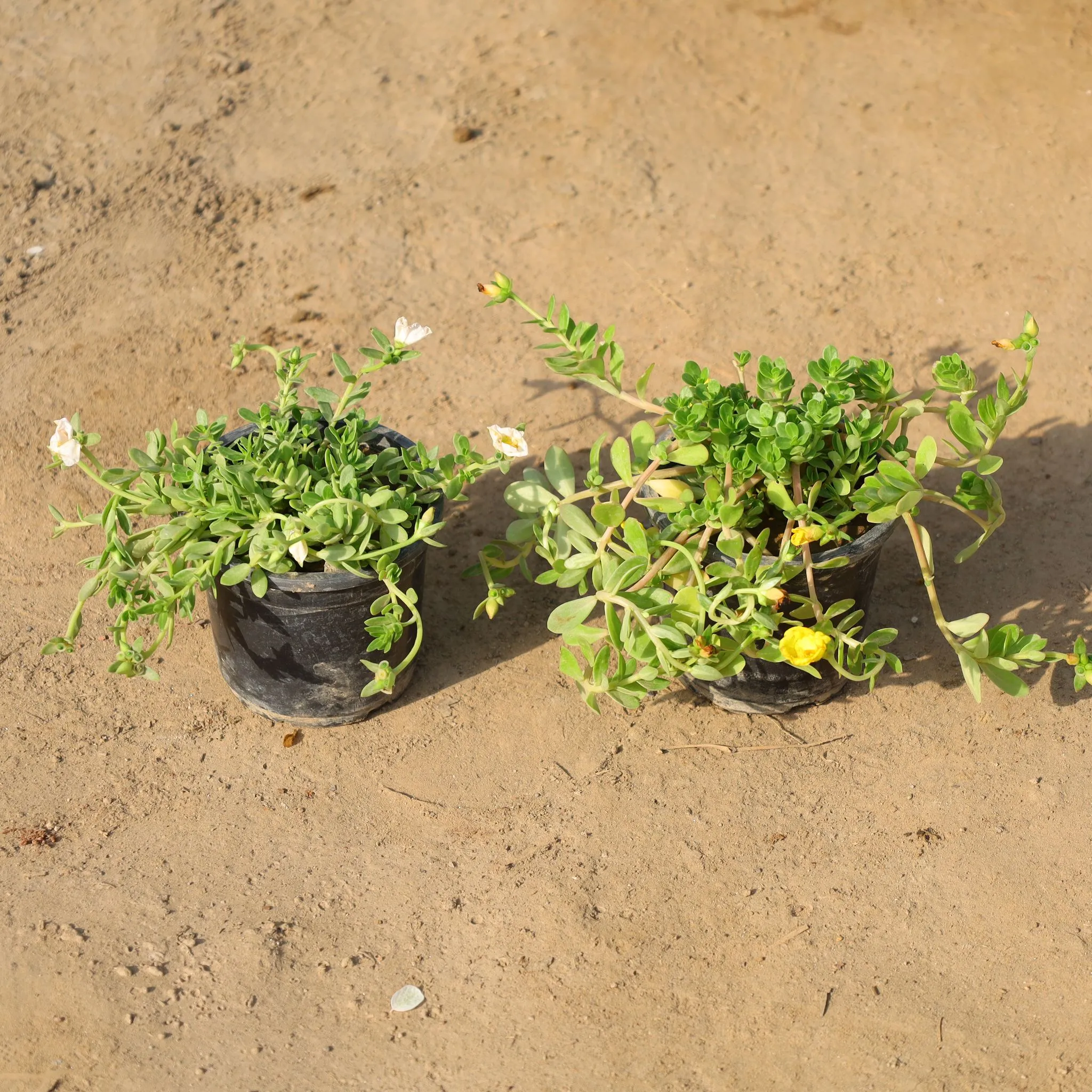 Set of 2 - Kulfa / Common Purslane (Any Colour) in 4 Inch Nursery Pot