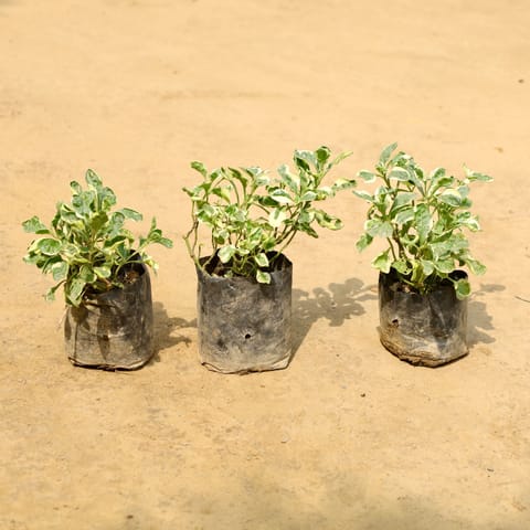 Set of 3 - Alternanthera Variegated in 4 Inch Live Fresh Plant Nursery Bag in Noida Sector 45