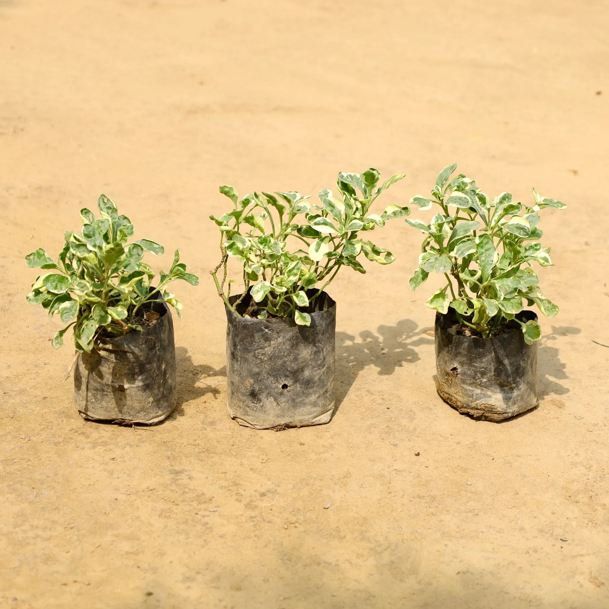 Set of 3 - Alternanthera Variegated in 4 Inch Nursery Bag