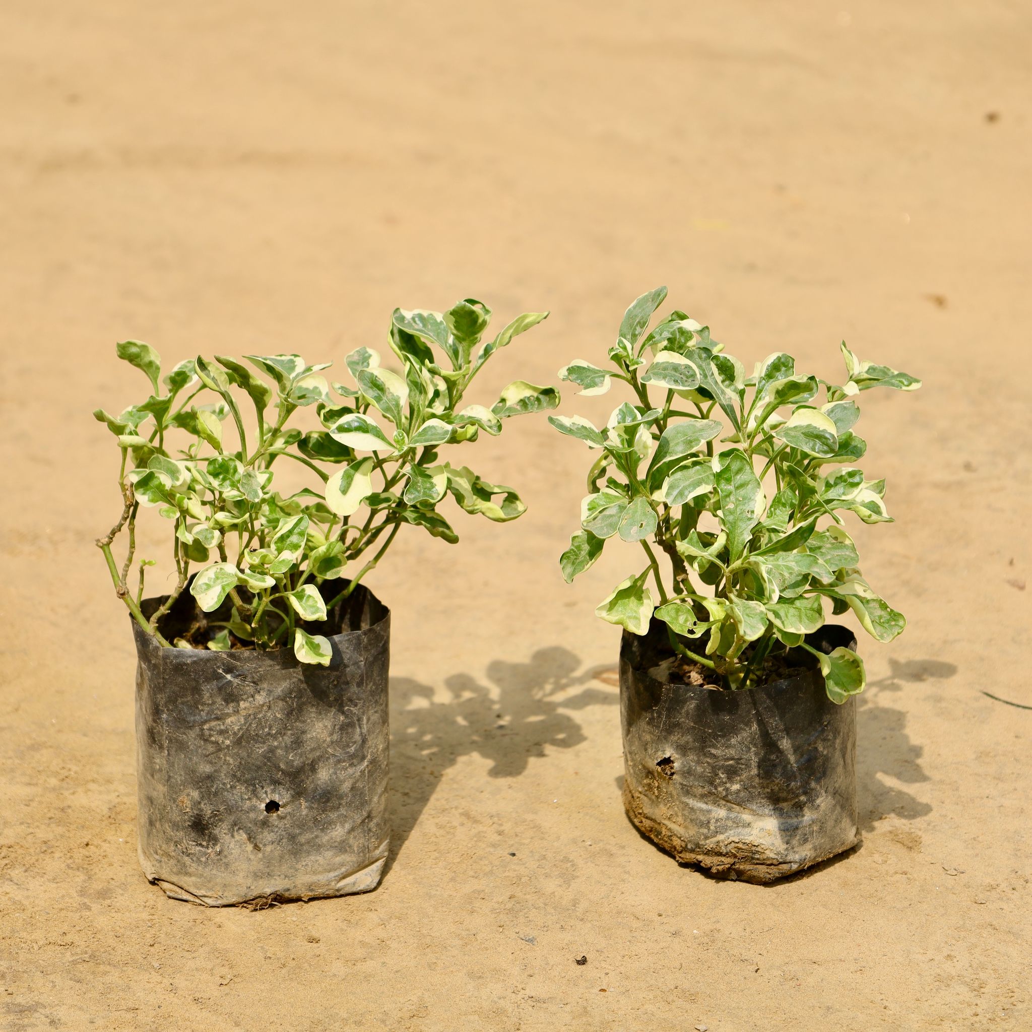 Set of 2 - Alternanthera Variegated in 4 Inch Nursery Bag
