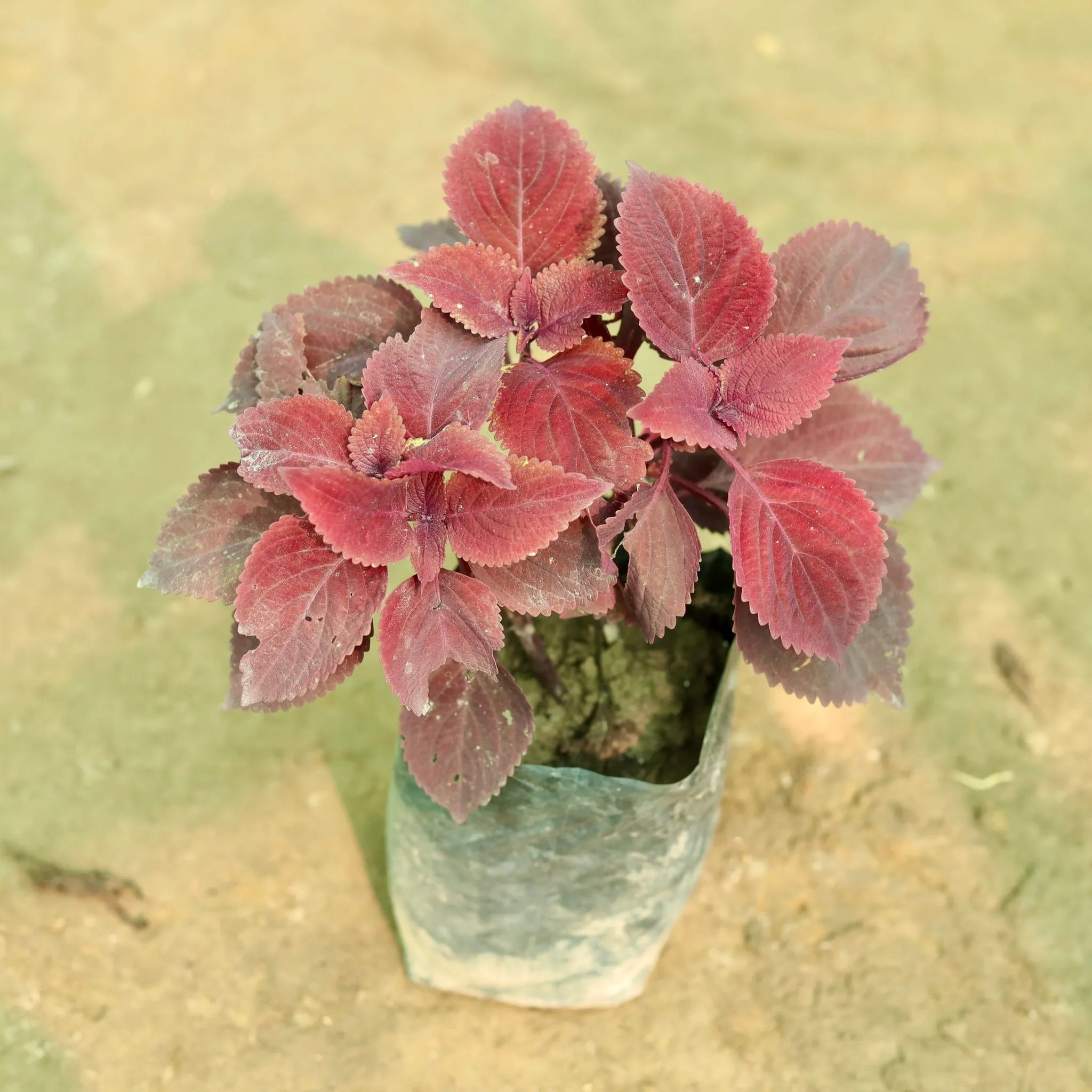 Coleus (Any Colour) (Any Design) in 7 Inch Nursery Bag