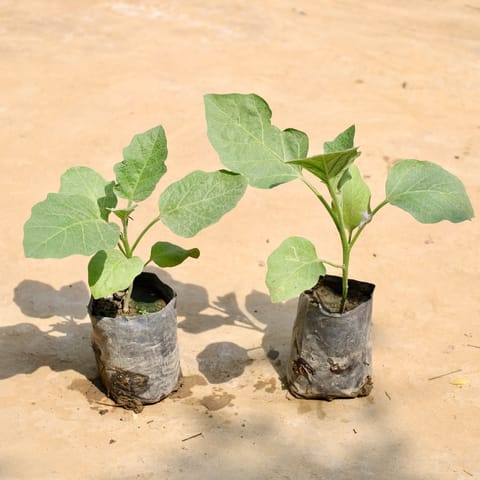 Set of 2 - Brinjal / Baigan in 4 Inch Nursery Bag