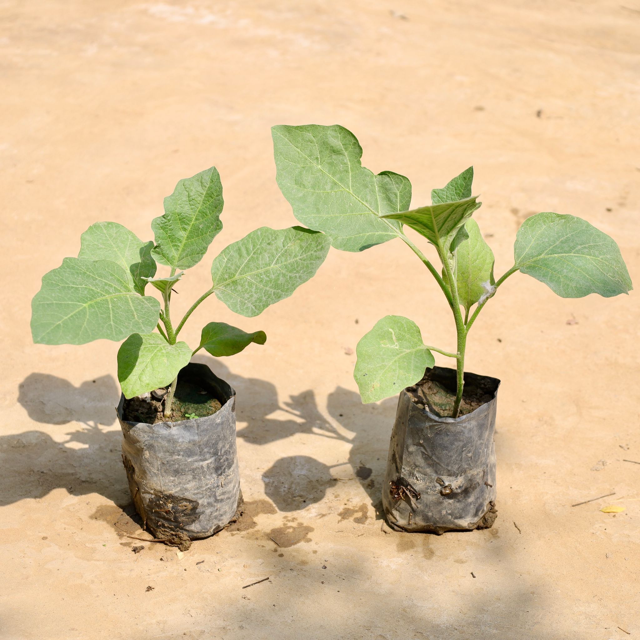 Set of 2 - Brinjal / Baigan in 4 Inch Nursery Bag