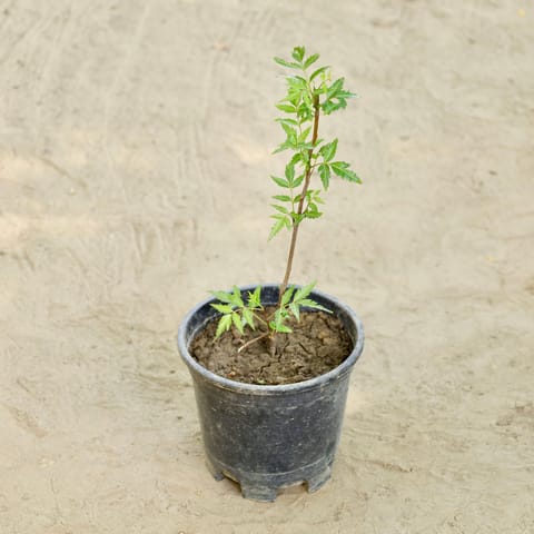 Neem  in 6 Inch Nursery bag