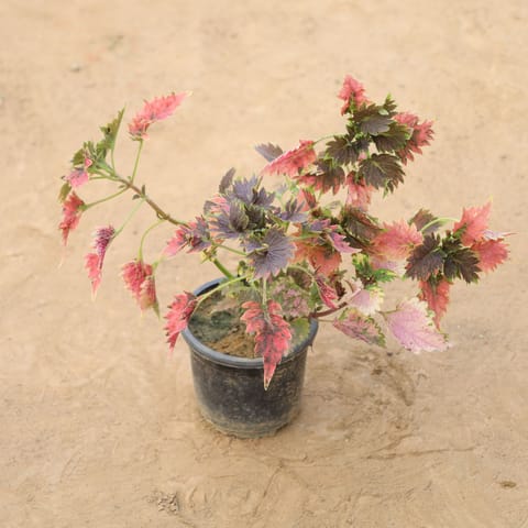 Coleus (Any Colour) in 4 Inch Nursery Pot