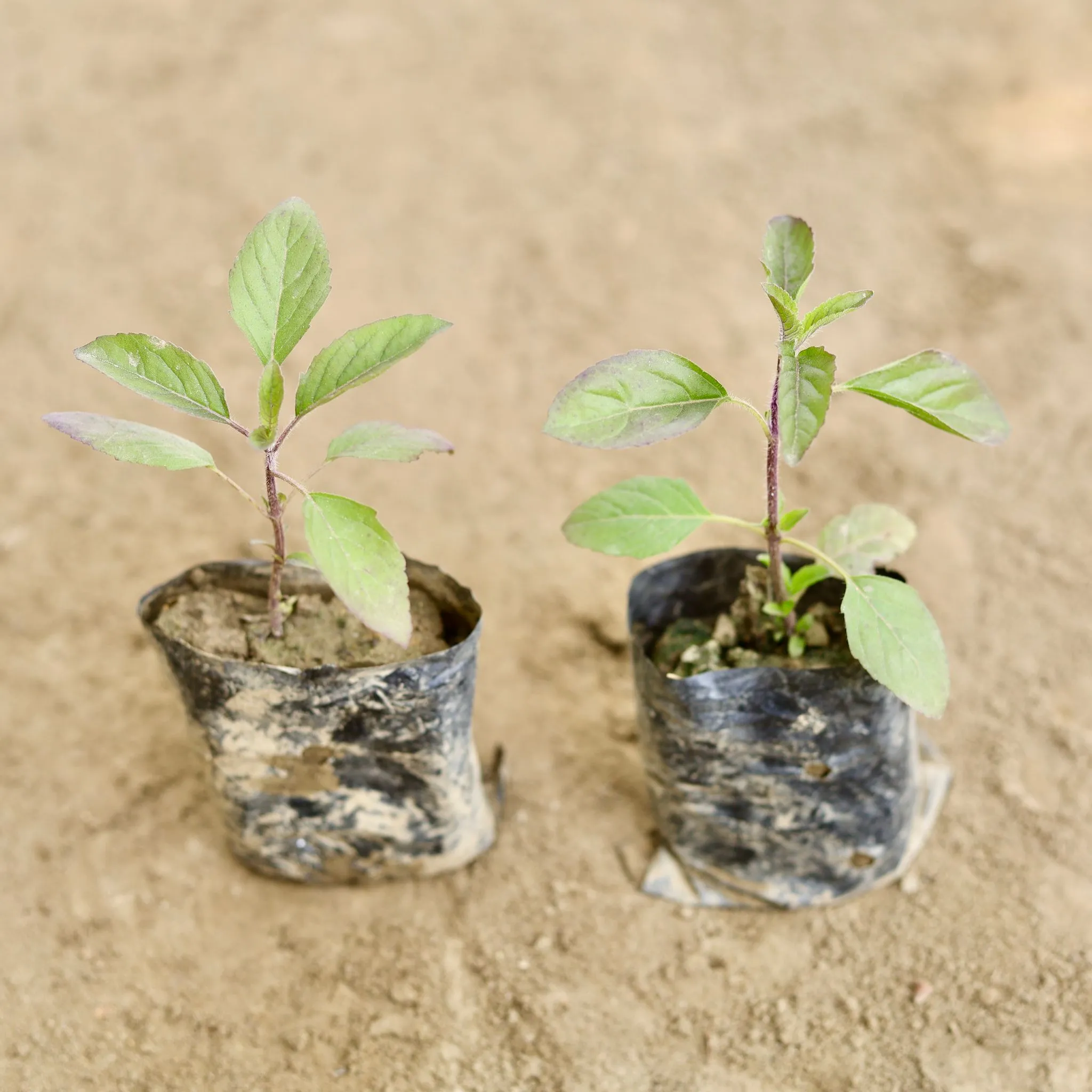 Set of 2 - Shyama Tulsi in 3 Inch Nursery bag
