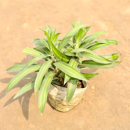 Buy Dracaena Messenger Green in 4 Inch Nursery bag | Urvann.com