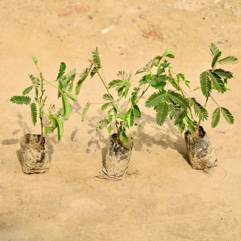 Set of 3 - Touch Me Not / Chui Mui (Any Colour) in 4 Inch Nursery Bag