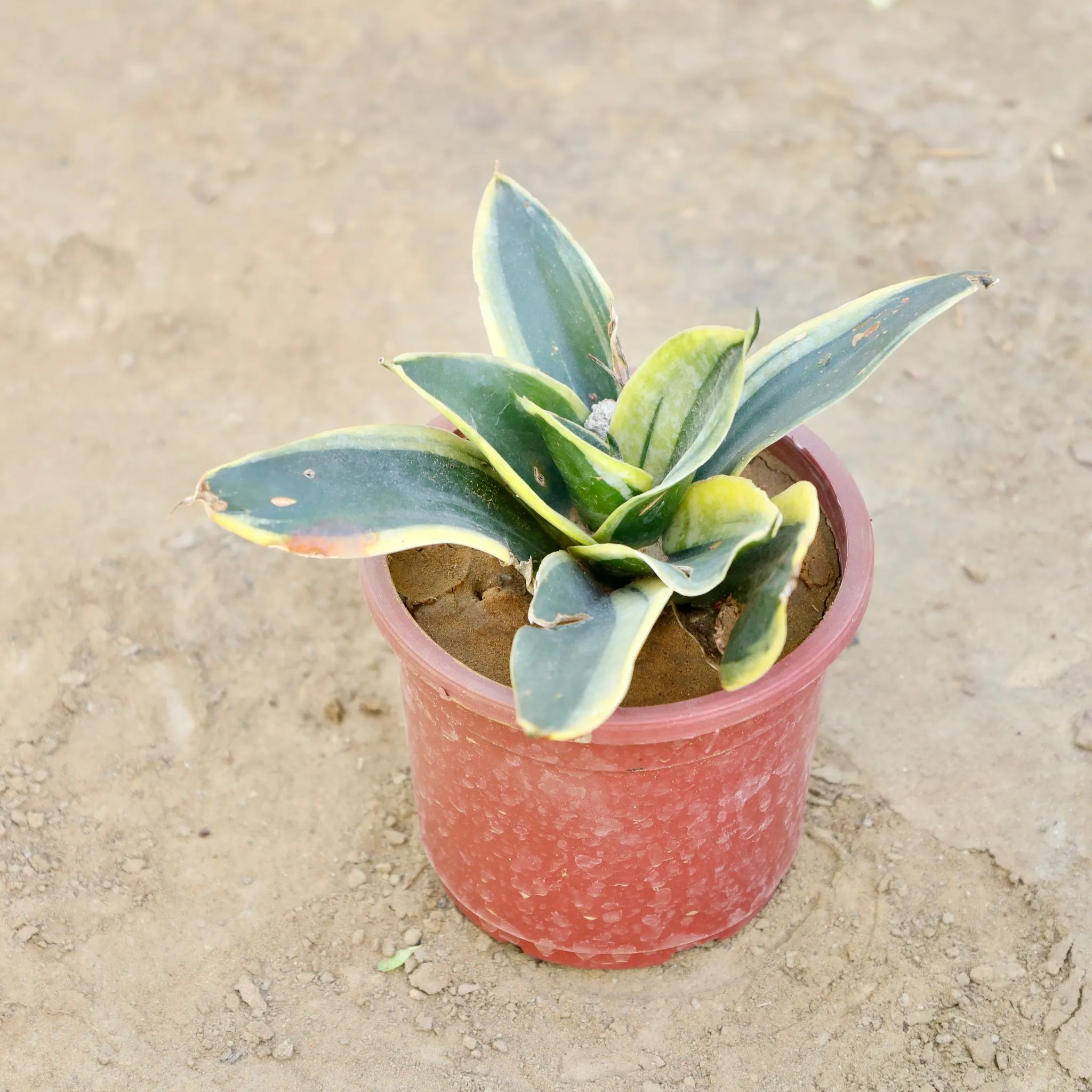 Snake Dwarf Green in 4 Inch Nursery Pot