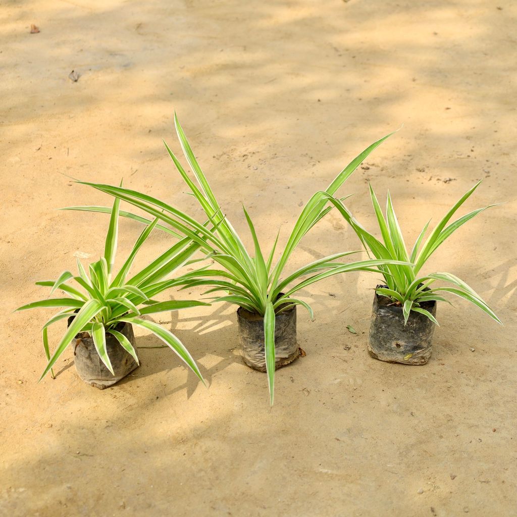 Buy Set of 3 - Spider Plant in 50 Inch Nursery Bag Online | Urvann.com Set of 3 - Spider Plant in 5 Inch Nursery Bag