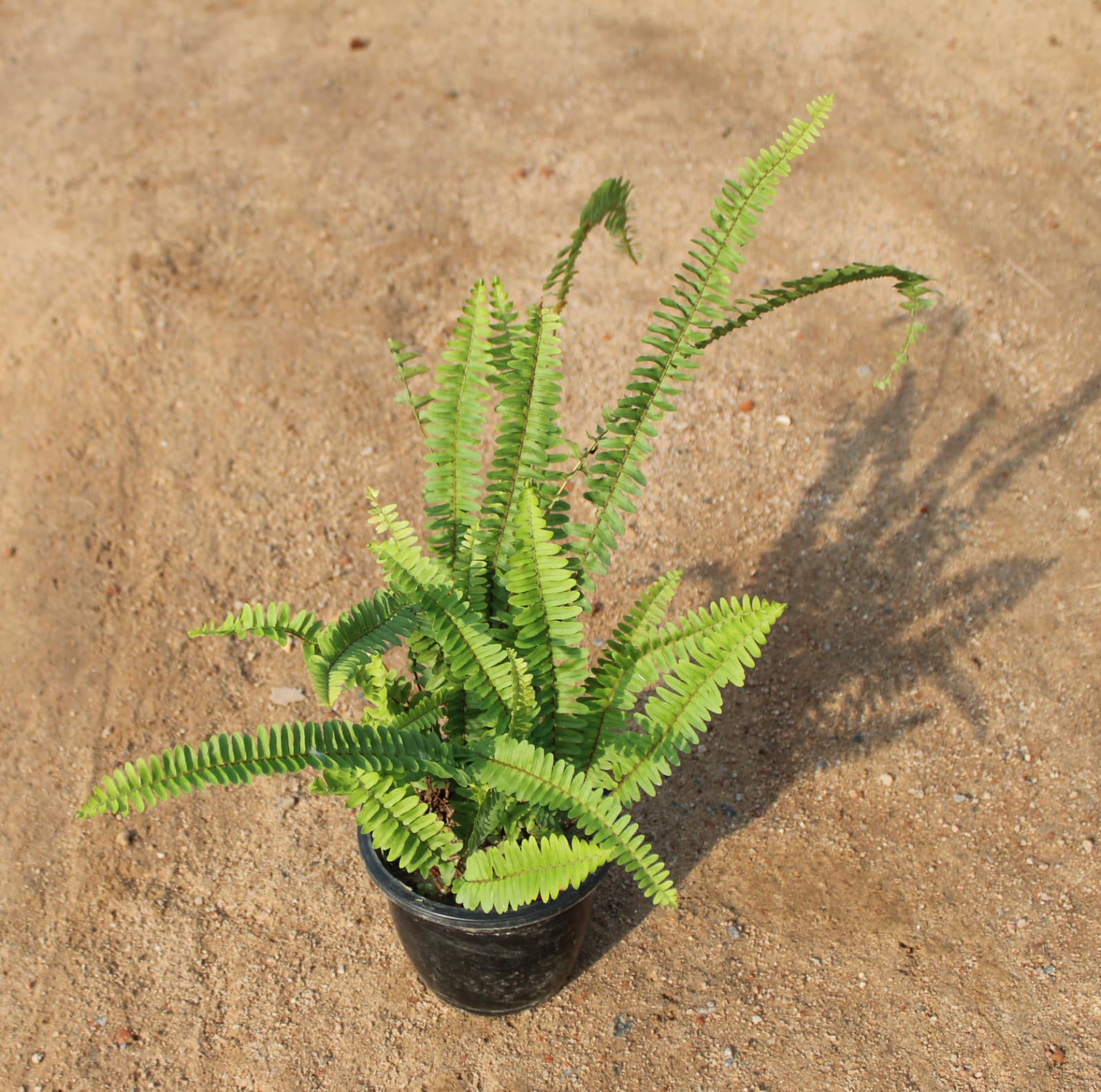 Boston Fern in 6 Inch Nursery Pot