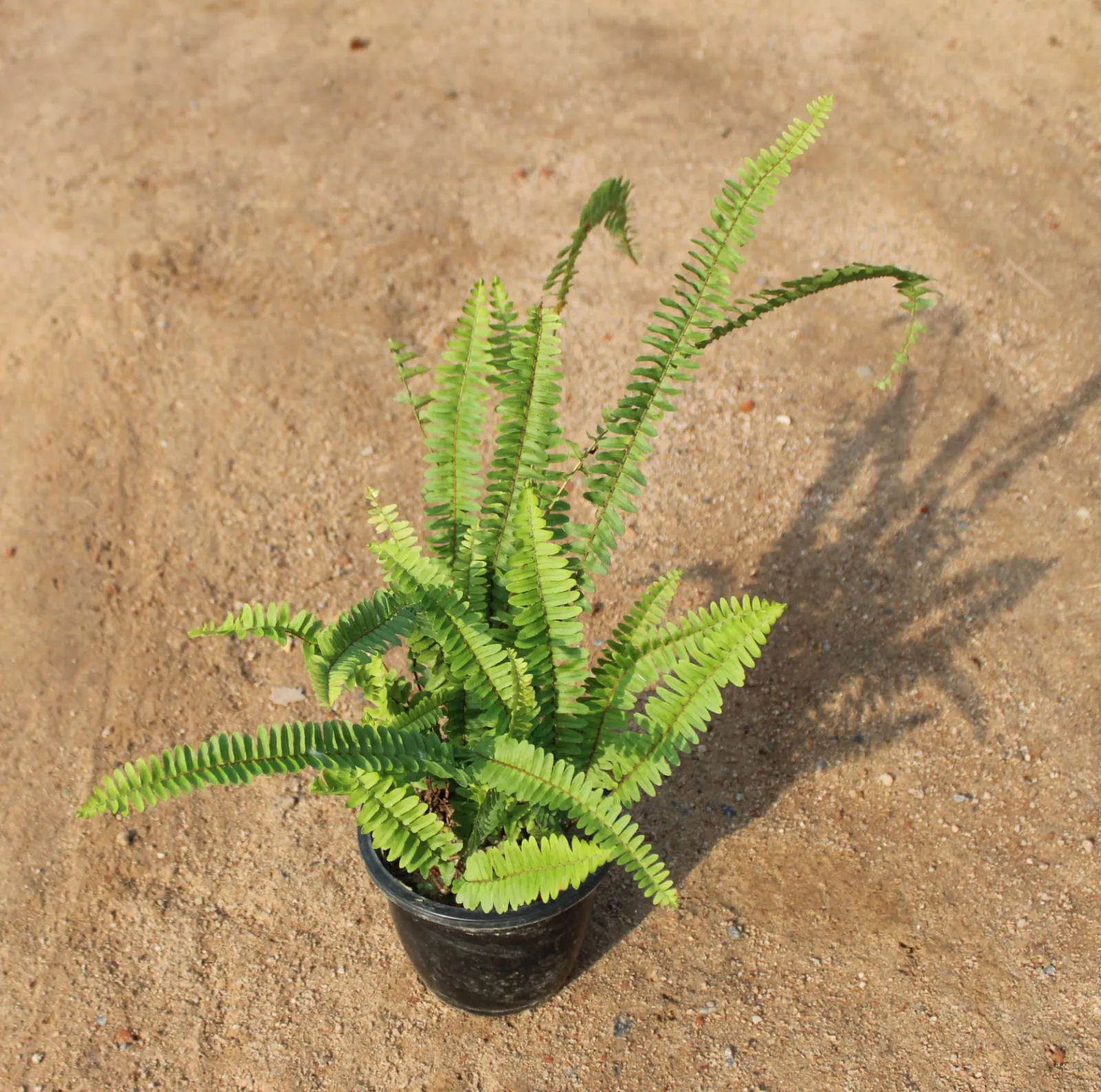 Boston Fern in 6 Inch Nursery Pot