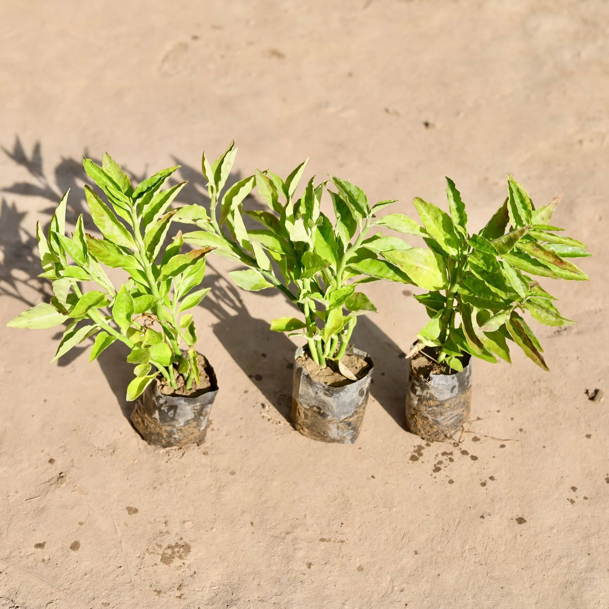 Set Of 3 - Pedilianthus / Devil'S Backbone Green in 4 Inch Nursery bag