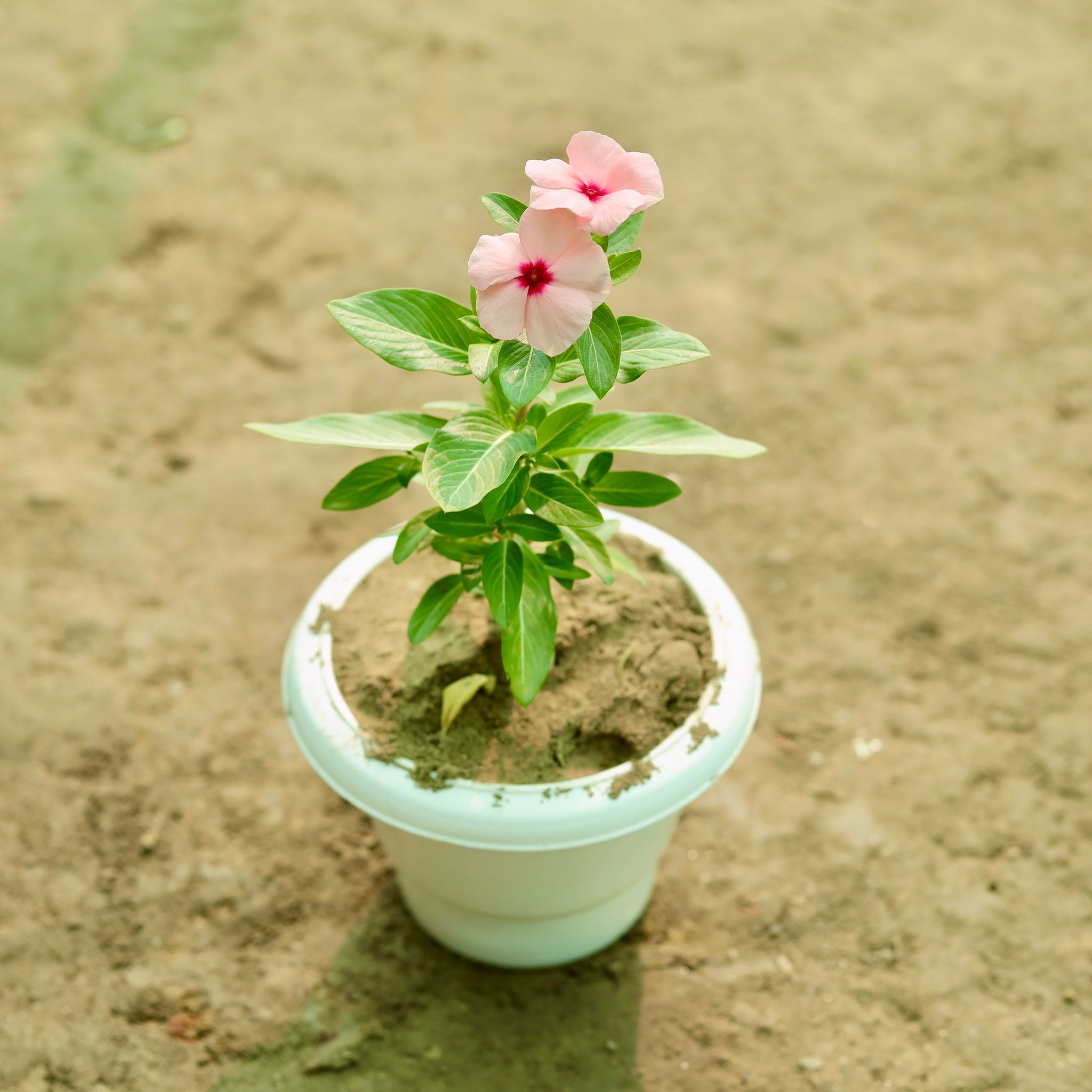 Periwinkle / Sadabahar / Vinca (any colour) in 6 Inch Classy White Classy Plastic Pot
