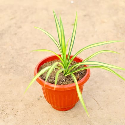 Buy Pandanus / Screwpine in 8 Inch Terracotta Red Premium Olive Plastic Pot Online | Urvann.com