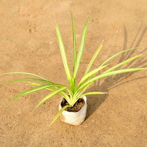 Golden Spider / Pandanus / Screwpine in 4 Inch Nursery Bag