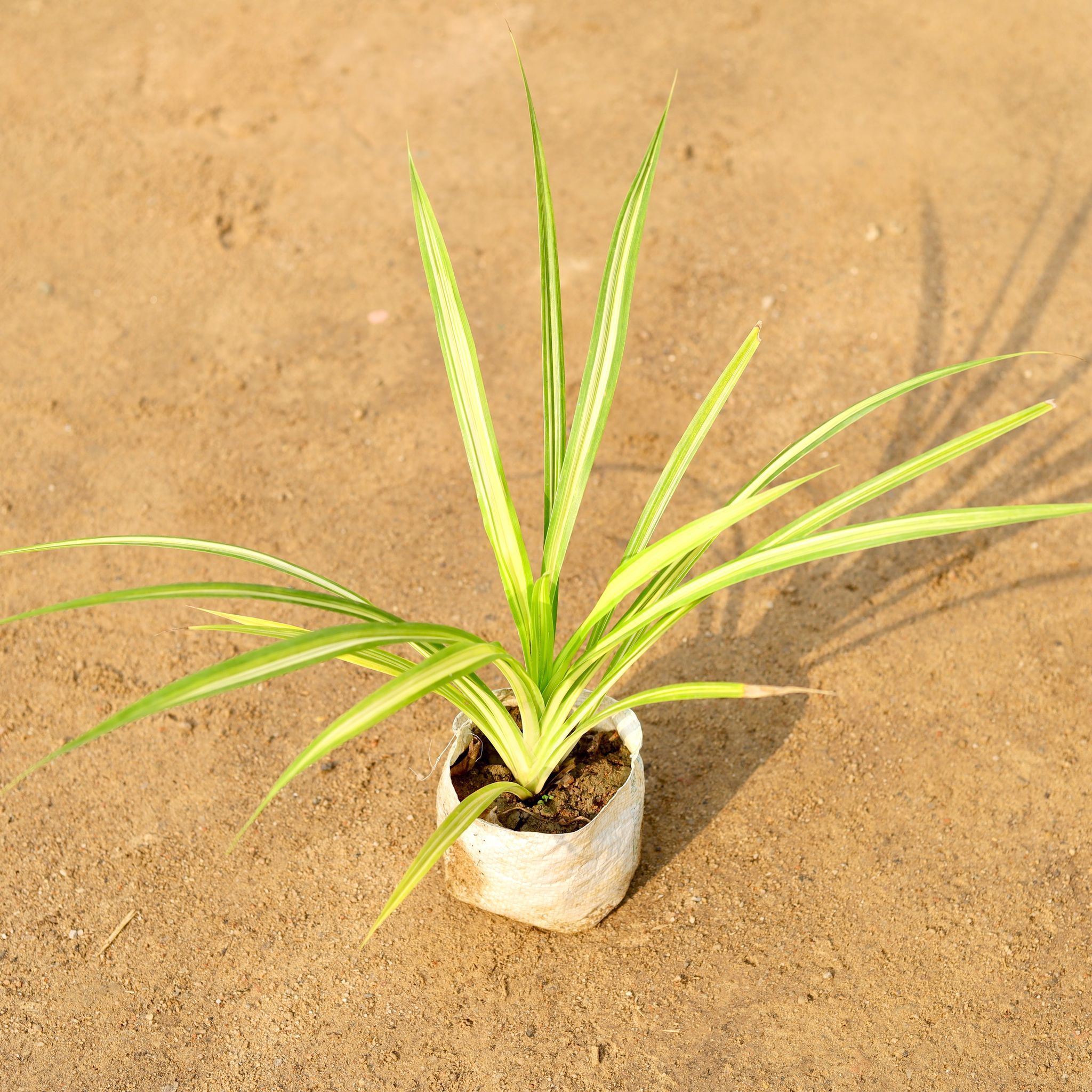 Golden Spider / Pandanus / Screwpine in 4 Inch Nursery Bag
