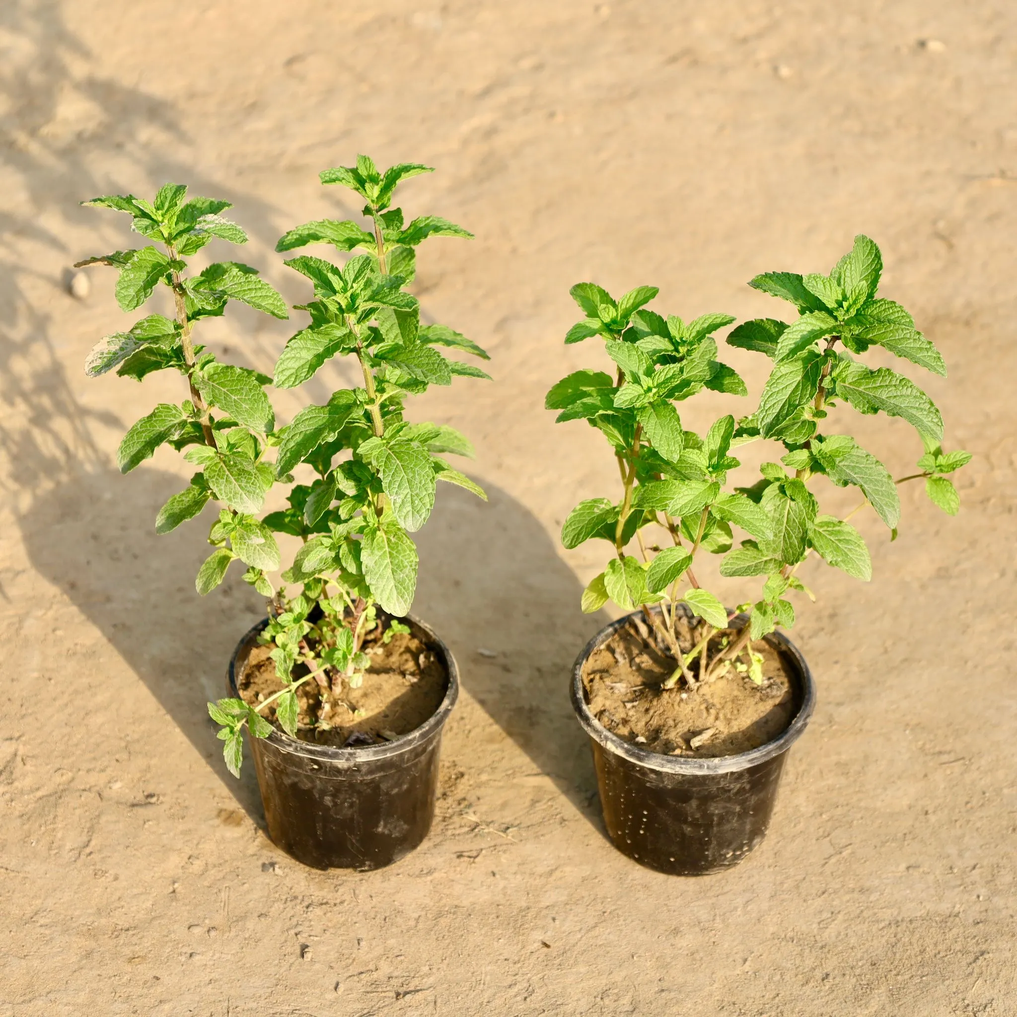 Set of 2 - Pudina / Mint in 4 Inch Nursery Pot