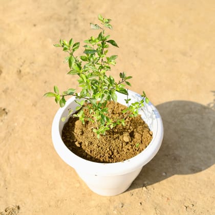 Buy Duranta Golden in 8 Inch Classy White Plastic Pot Online | Urvann.com