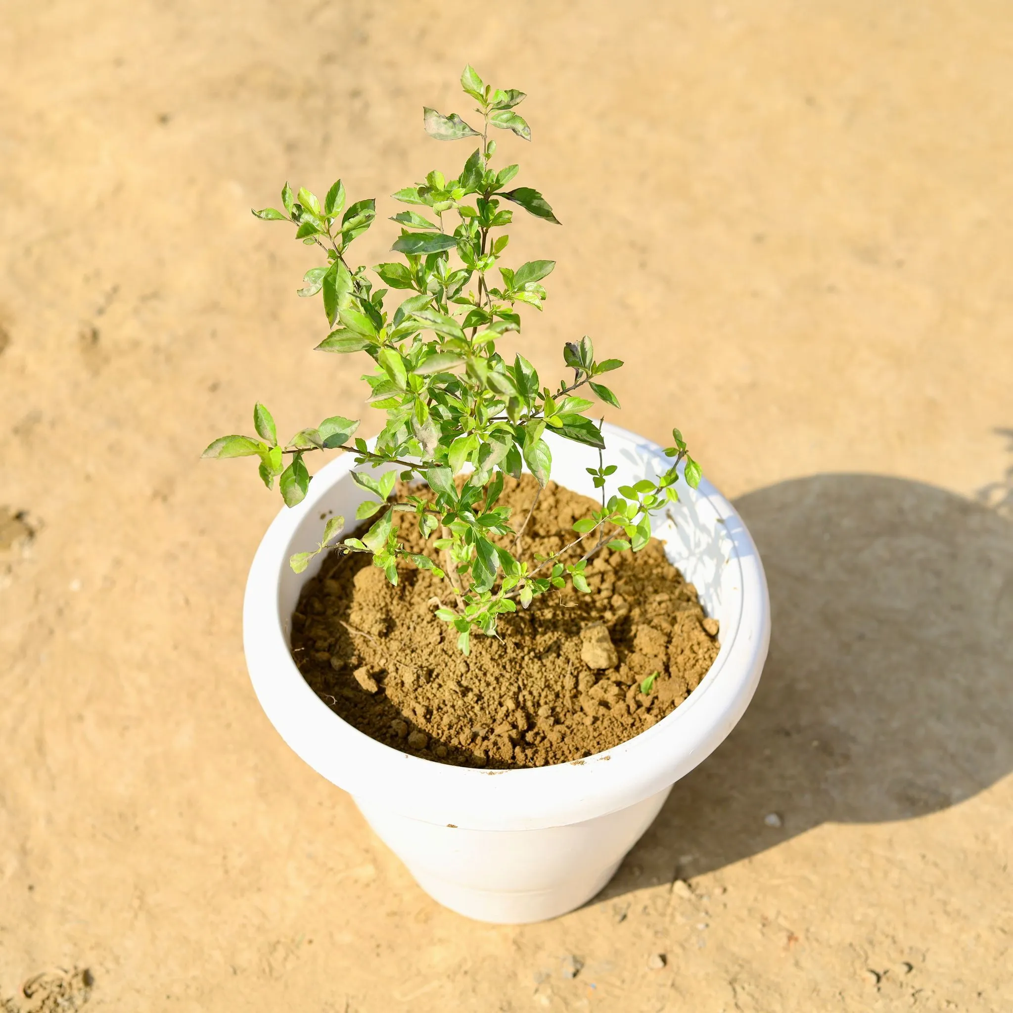 Duranta Golden in 8 Inch Classy White Plastic Pot