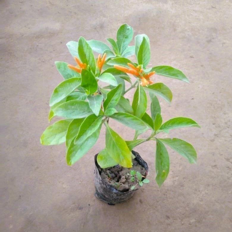 Mexican Honeysuckle in 3 Inch Nursery Bag