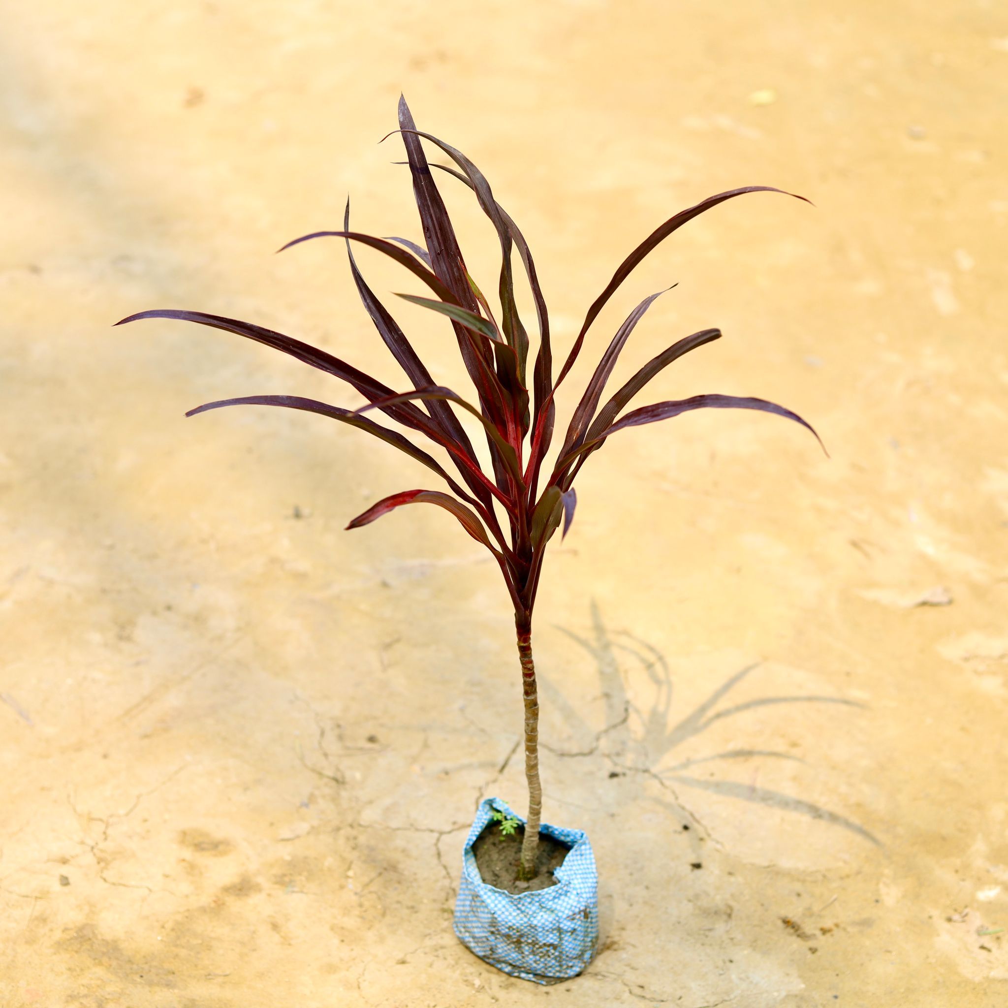 Dracaena Red Long Leaf (~1.5 FT) in 4 Inch Nursery Bag