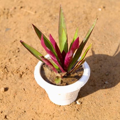 Buy Rhoeo / Durangi in 6 Inch Classy White Plastic Pot Online | Urvann.com