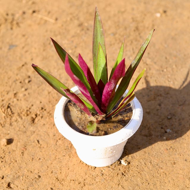 Rhoeo / Durangi in 6 Inch Classy White Plastic Pot