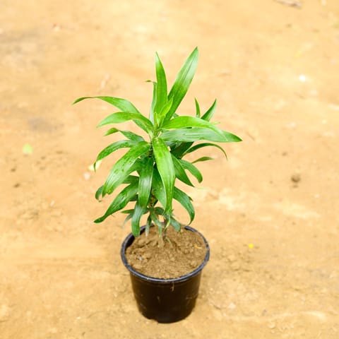 Dracaena Green in 6 Inch Nursery pot