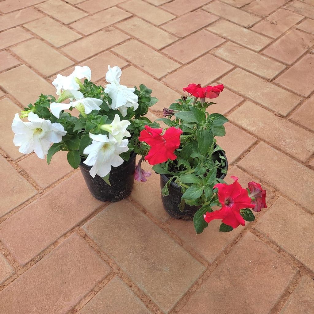 Buy Set of 2 Petunia (Red & White) in 5 Inch Plastic Pot Online | Urvann.com Set of 2 Petunia (Red & White) in 5 Inch Nursery Pot