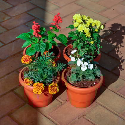 Buy Set of 4 - Marigold / Genda Jafri ,Salvia, Geranium & Chrysanthemum / Guldawari / Guldaudi (any colour) in 7 Inch Classy Red Plastic Pot Online | Urvann.com