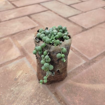 Buy String Of Pearls in 3 Inch Nursery Bag Online | Urvann.com