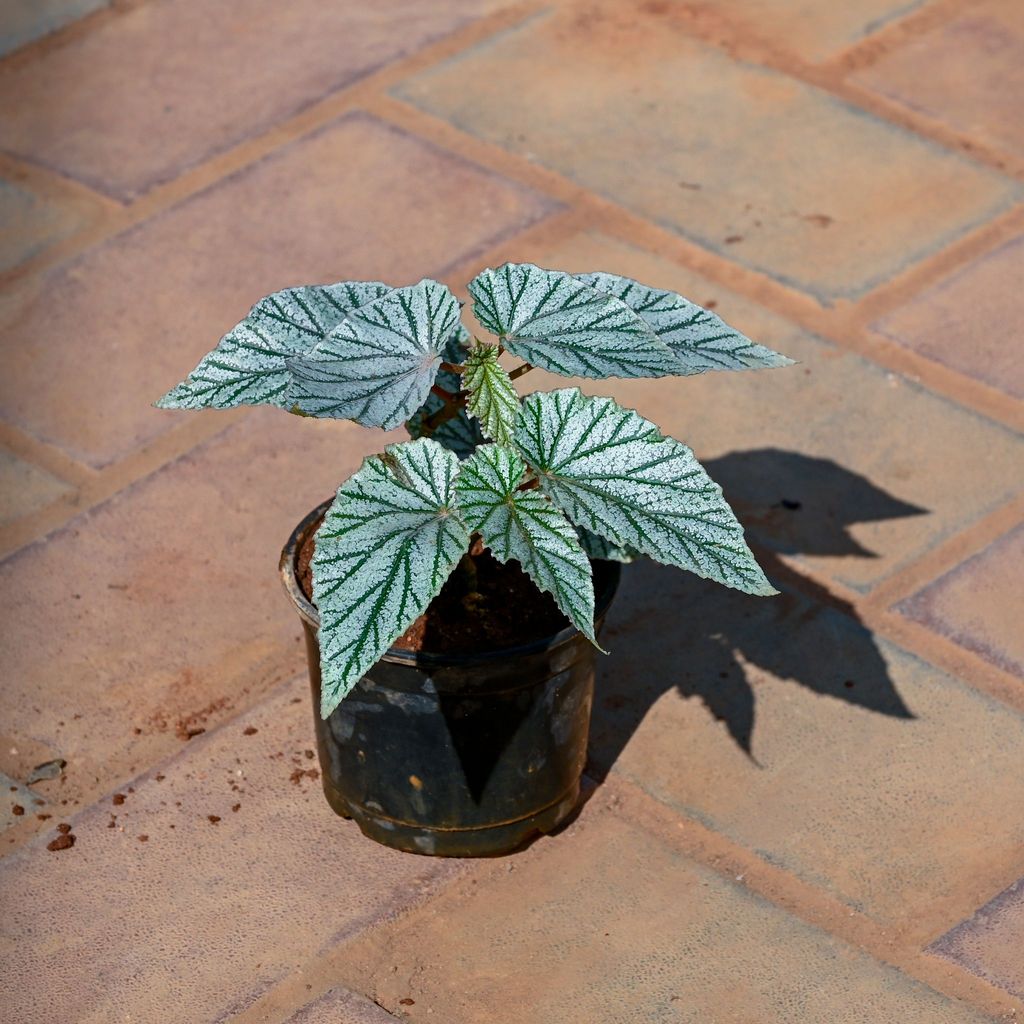 Buy Begonia (Any Colour) in 4 Inch Nursery Pot Online | Urvann.com Painted Leaf Begonia (Any Colour) in 4 Inch Nursery Pot