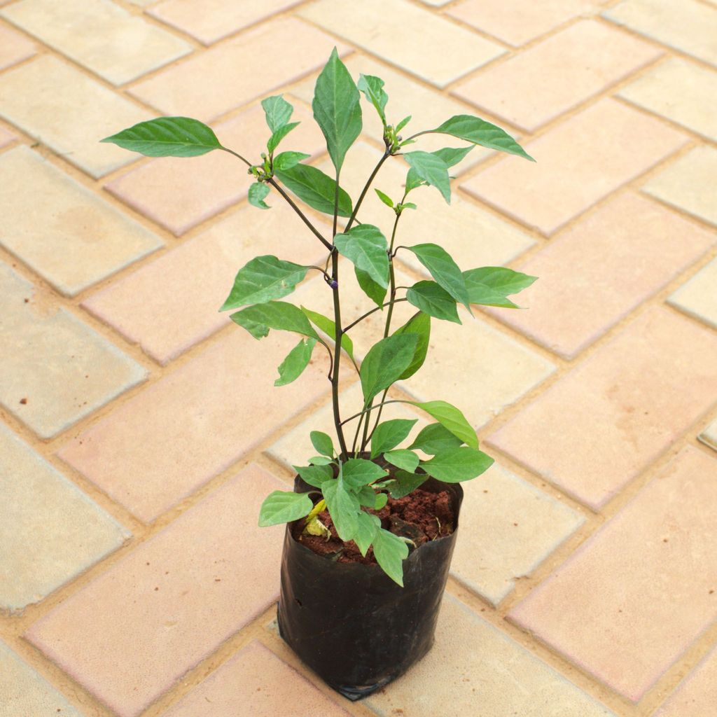 Buy Chili in 4 Inch Nursery Bag Online | Urvann.com Chili Plant in 4 Inch Nursery Bag