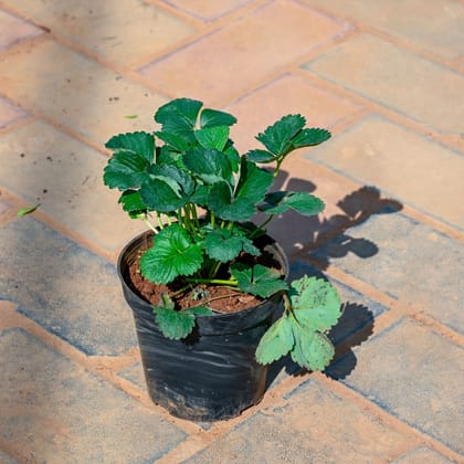Buy Strawberry in 5 Inch Nursery Pot Online | Urvann.com