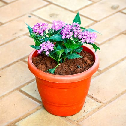 Pentas Purple in 7 Inch Classy Red Plastic Pot