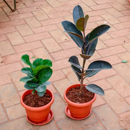 Buy Set of 2 - Rubber Black & Fiddle Leaf in 7 Inch Classy Red Plastic Pot with Tray Online | Urvann.com