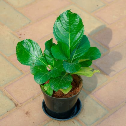Buy Hydrangea (Any Colour) in 5 Inch Nursery Pot With Tray Online | Urvann.com
