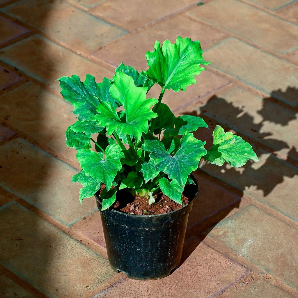 Buy Xanadu Big Leaves Green in 5 Inch Nursery Pot Online | Urvann.com Xanadu Big Leaves Green in 5 Inch Nursery Pot
