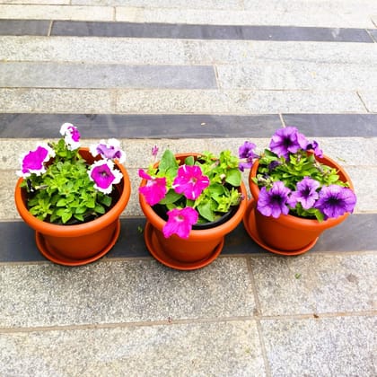 Buy Set of 3 - Petunia (Pink White, Purple & Pink) (any design) in 7 Inch Classy Red Plastic Pot with Tray in 5 Inch Nursery Bag Online | Urvann.com