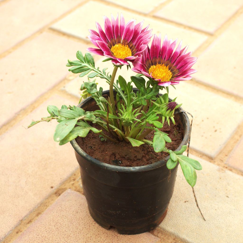 Buy Gazania (Any Colour) in 4 Inch Nursery Pot Online | Urvann.com Gazania (Any Colour) in 4 Inch Nursery Pot