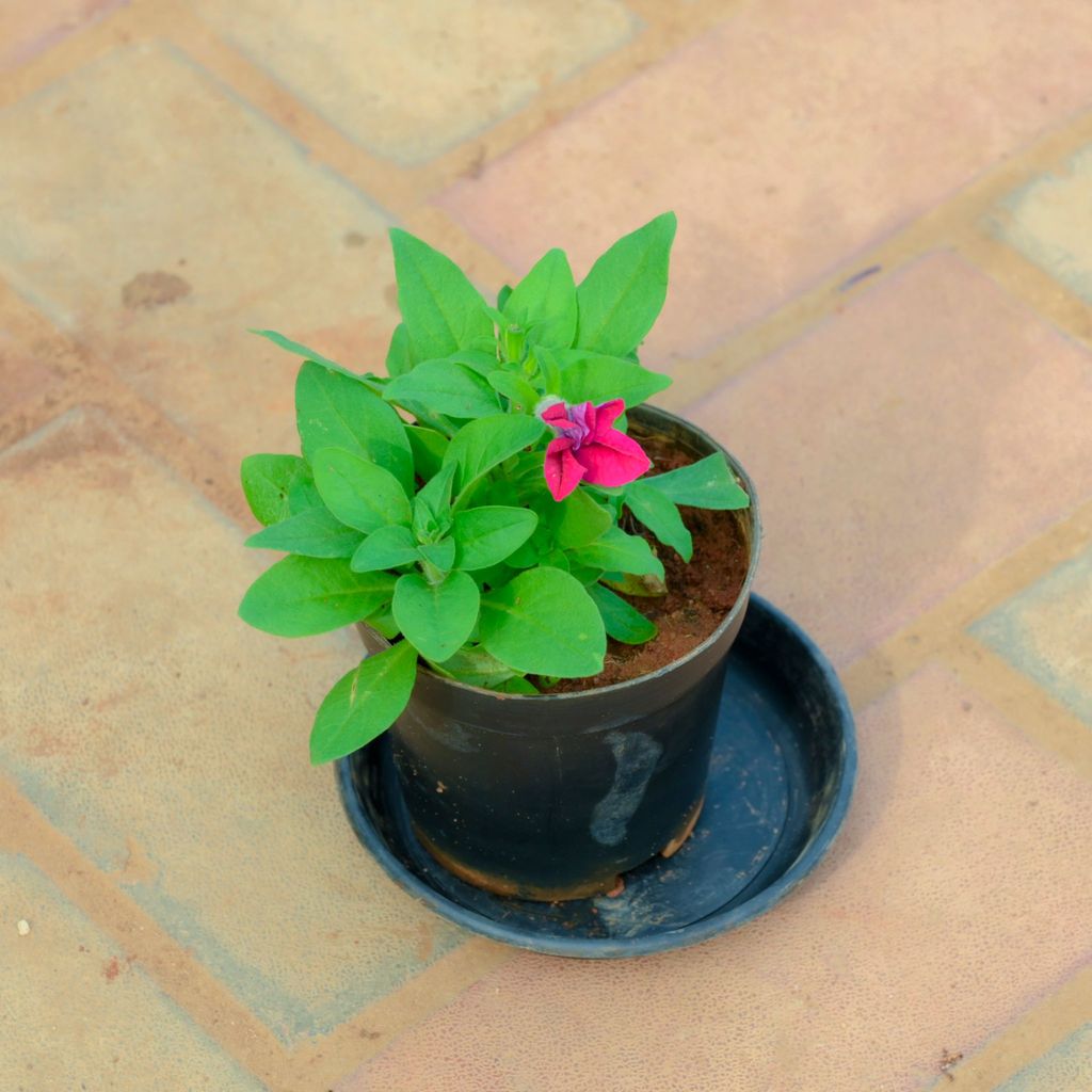 Buy Petunia Pink in 4 Inch Nursery Pot With Tray Online | Urvann.com Petunia Pink in 4 Inch Nursery Pot With Tray