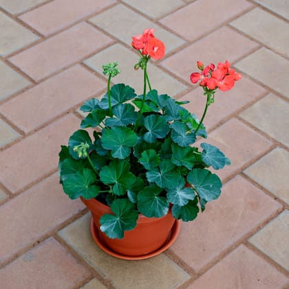 Buy Geranium Orange in 7 Inch Classy Red Plastic Pot with Tray Online | Urvann.com