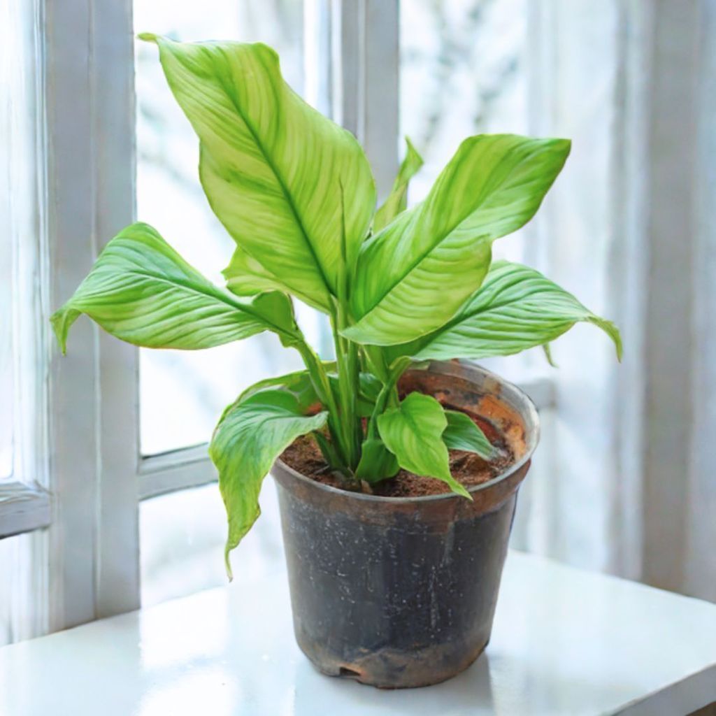 Peace Lily (Any Colour) in 6 Inch Nursery Pot Peace Lily (Any Colour) in 6 Inch Nursery Pot