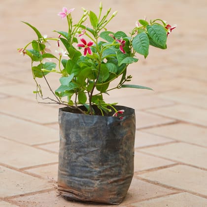 Buy Madhu Malti / Rangoon Creeper in 4 Inch Nursery bag Online | Urvann.com