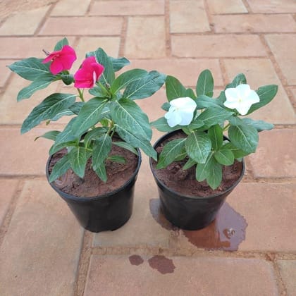 Buy Set of 2 - Periwinkle / Sadabahar / Vinca (any colour) in 4 Inch Plastic Pot Online | Urvann.com